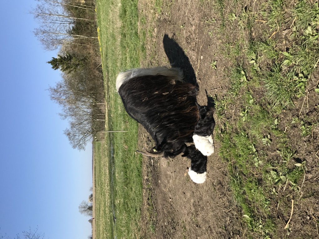 Årets sidste læmning. Luxi fra Østrig fik en gimmer og en buk og dermed er slutresultatet 14 kid - 7 af hver. Luxi er en dejlig mor og de små kid trives godt, selv om de naturligvis er mindre end dem, der blev født i februar.