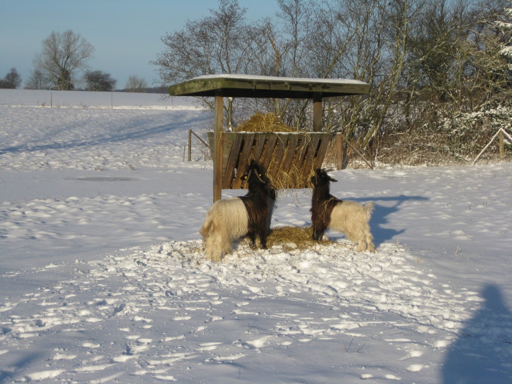 Hvilken som helst slidt og pladret fold ser lækker ud i frost og sne. Vores wrap holder sig godt og er et super fodermiddel til gederne.