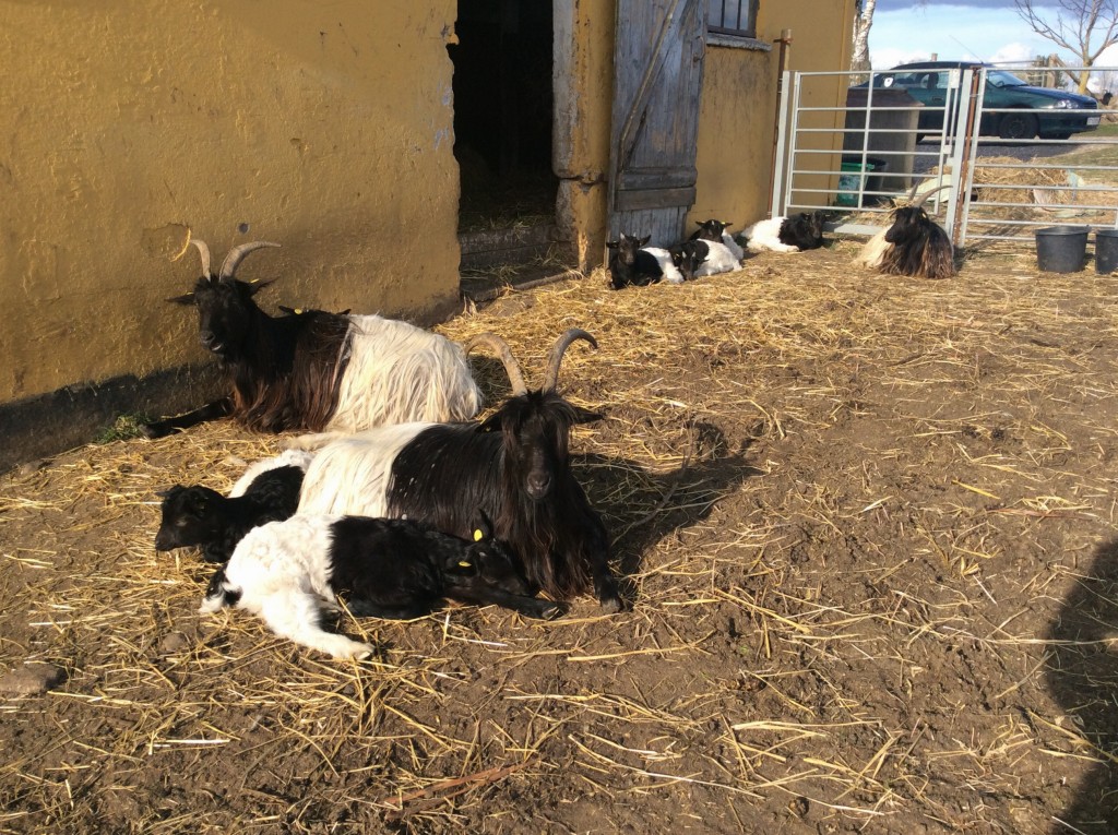 Gederne hviler og ligger sammen og tygger drøv i eftermiddagssolen. I år har gamle Hak Horn på 9 år sørme fået hele to gimmerkid. Hun har ellers hun fået enebørn, medens vi har haft hende.